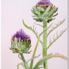 Artichoke in Flower by Susan Sternau