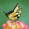 Tiger Swallowtail butterfly, giclee print by Susan Sternau
