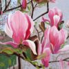 magnolias-print-by-susan-sternau